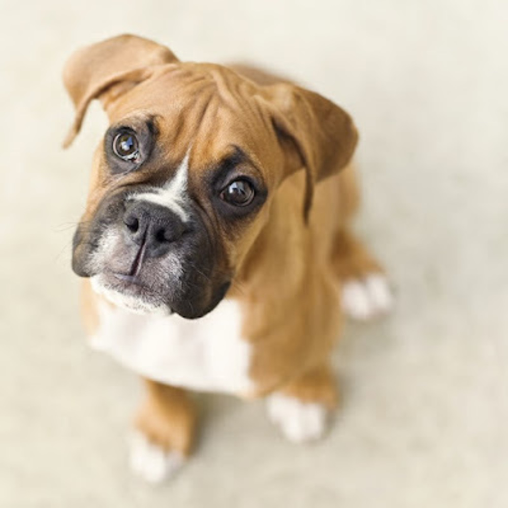 Meet your Posher, Millie